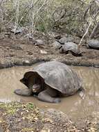 Image of Chatham Island Giant Tortoise