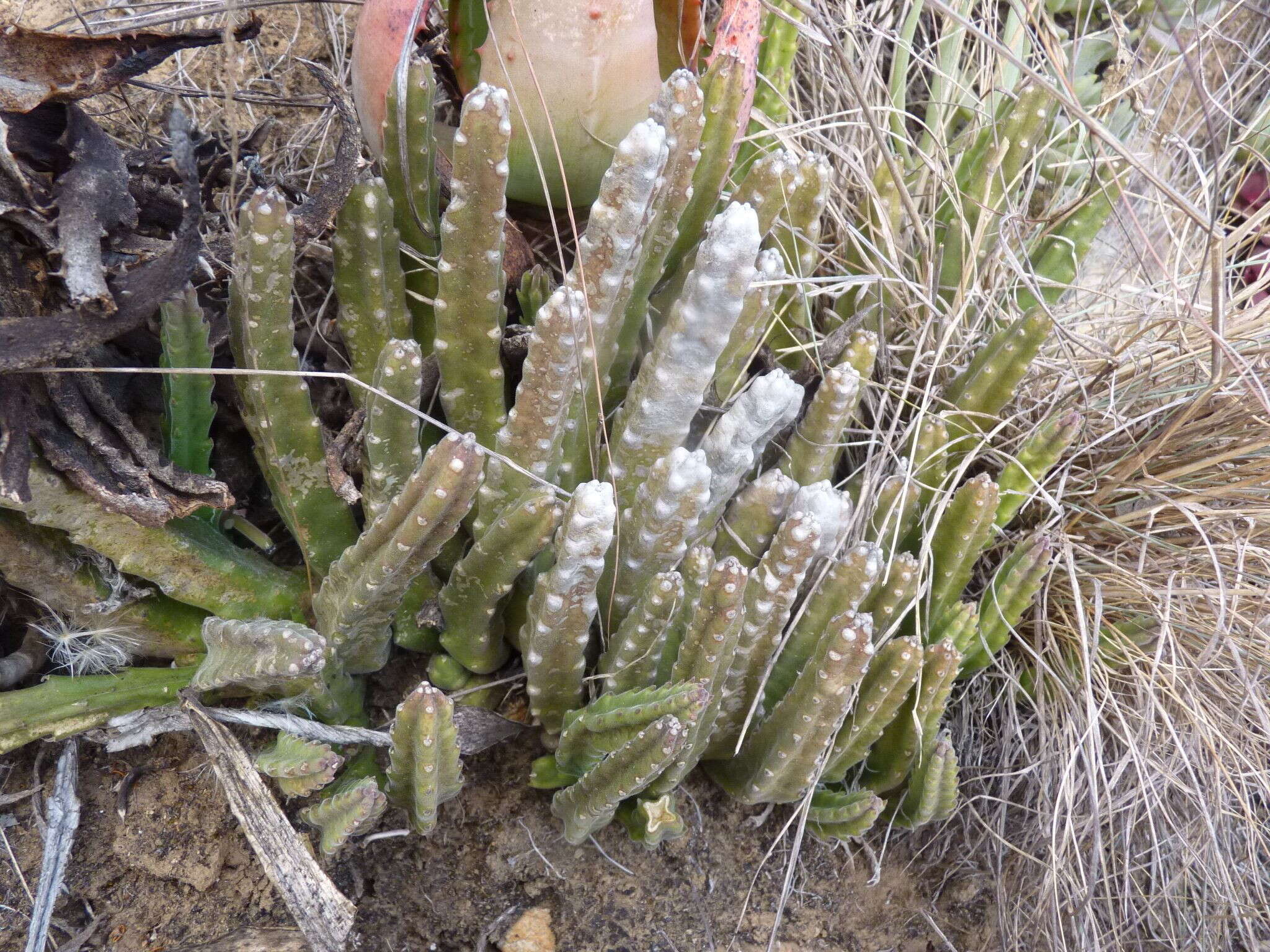 Image of <i>Stapelia <i>hirsuta</i></i> var. hirsuta