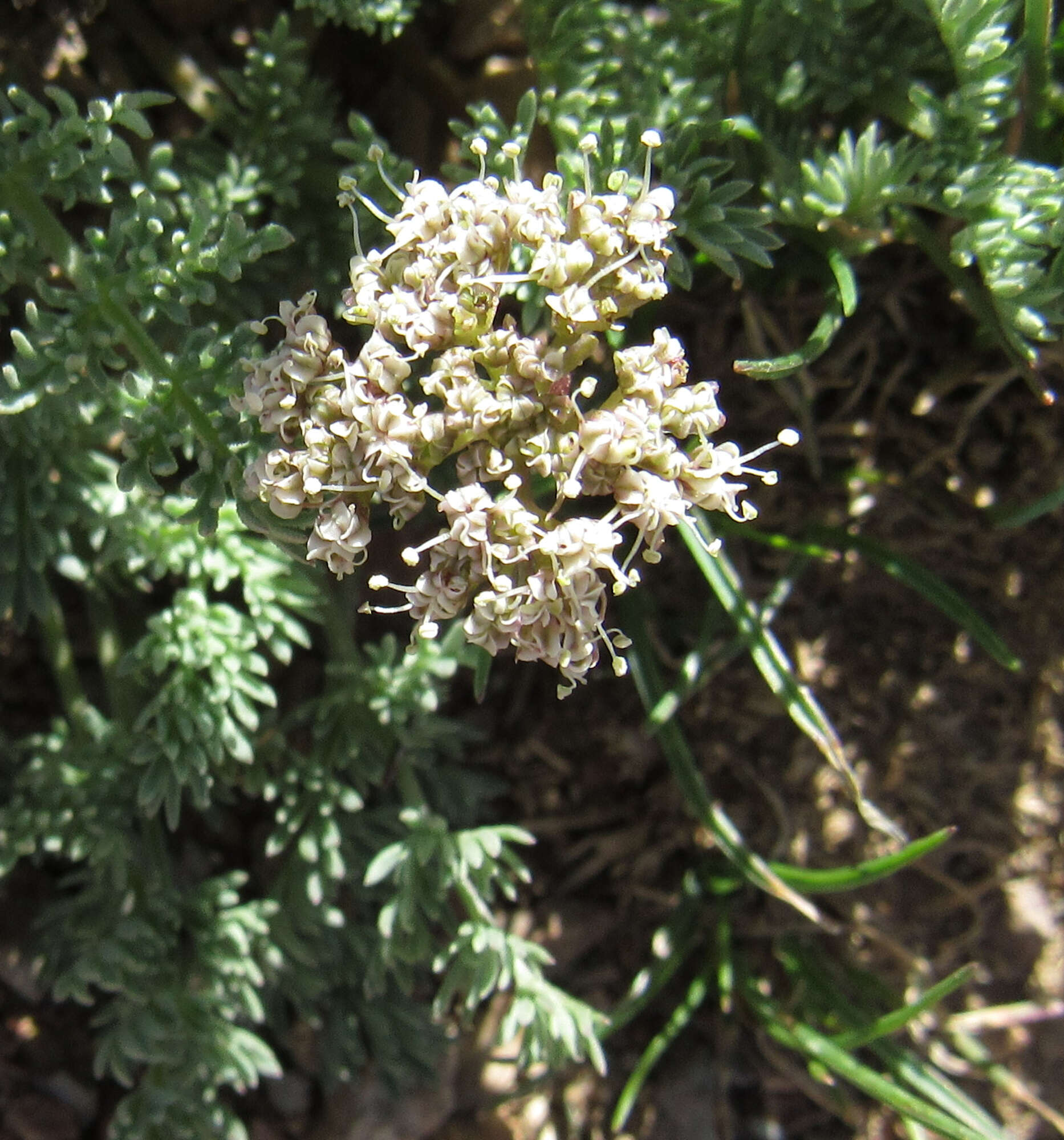 Image of snowline springparsley