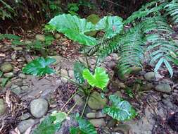 Alocasia odora (G. Lodd.) Spach resmi