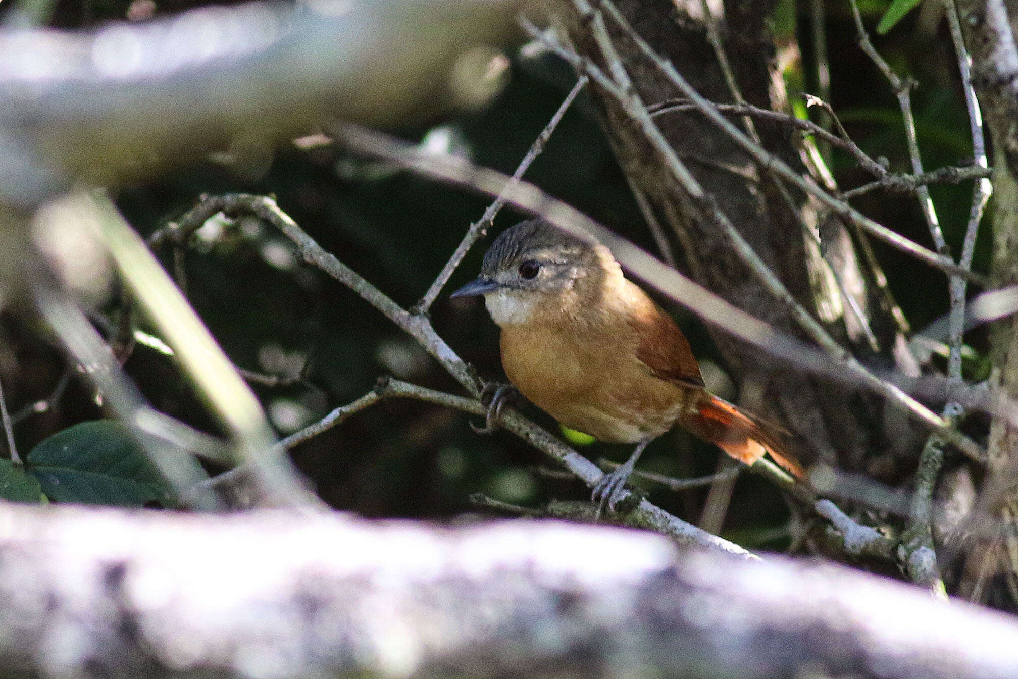 Image of White-lored Spinetail