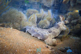 Image of Northern Wobbegong