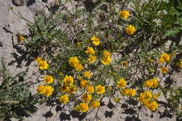 Image of Thymophylla tenuifolia (Cass.) Rydb.