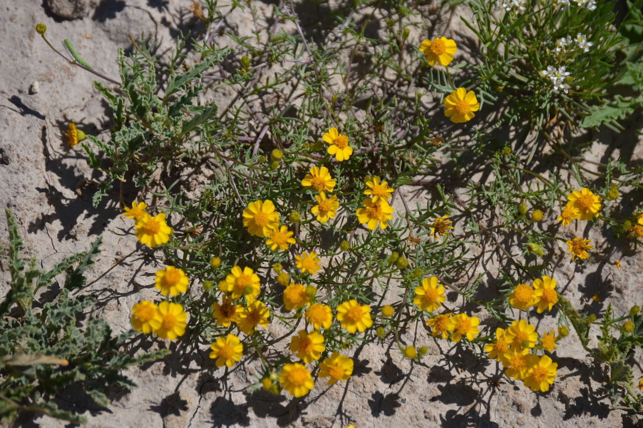 Image of Thymophylla tenuifolia (Cass.) Rydb.