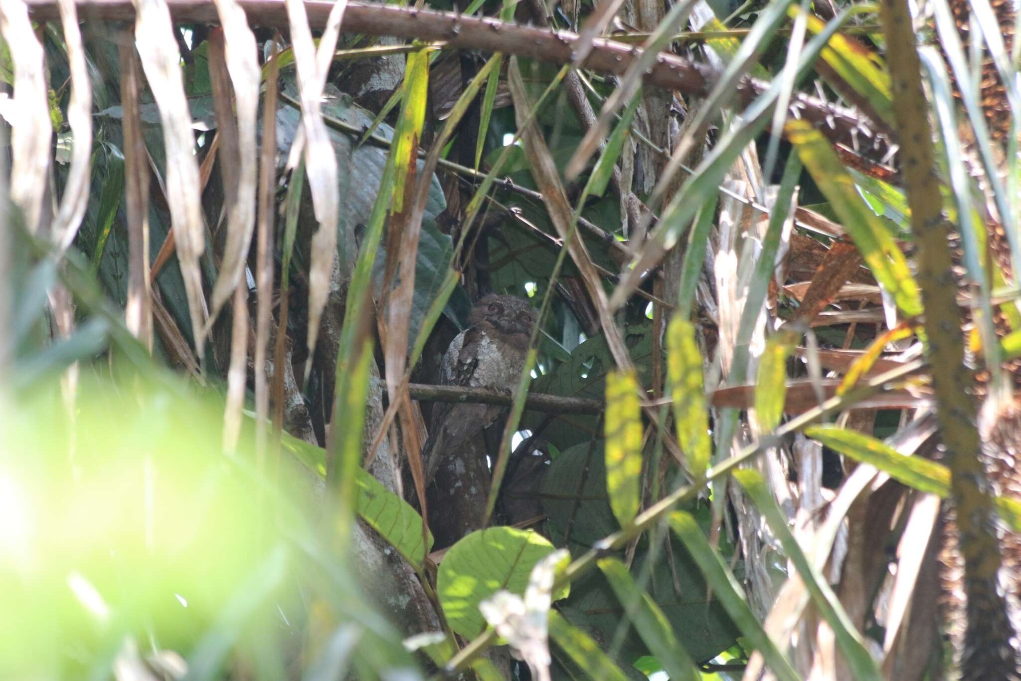 Image of Ceylon Frogmouth