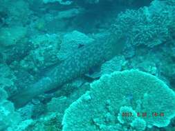 Image of Marbled coralgrouper