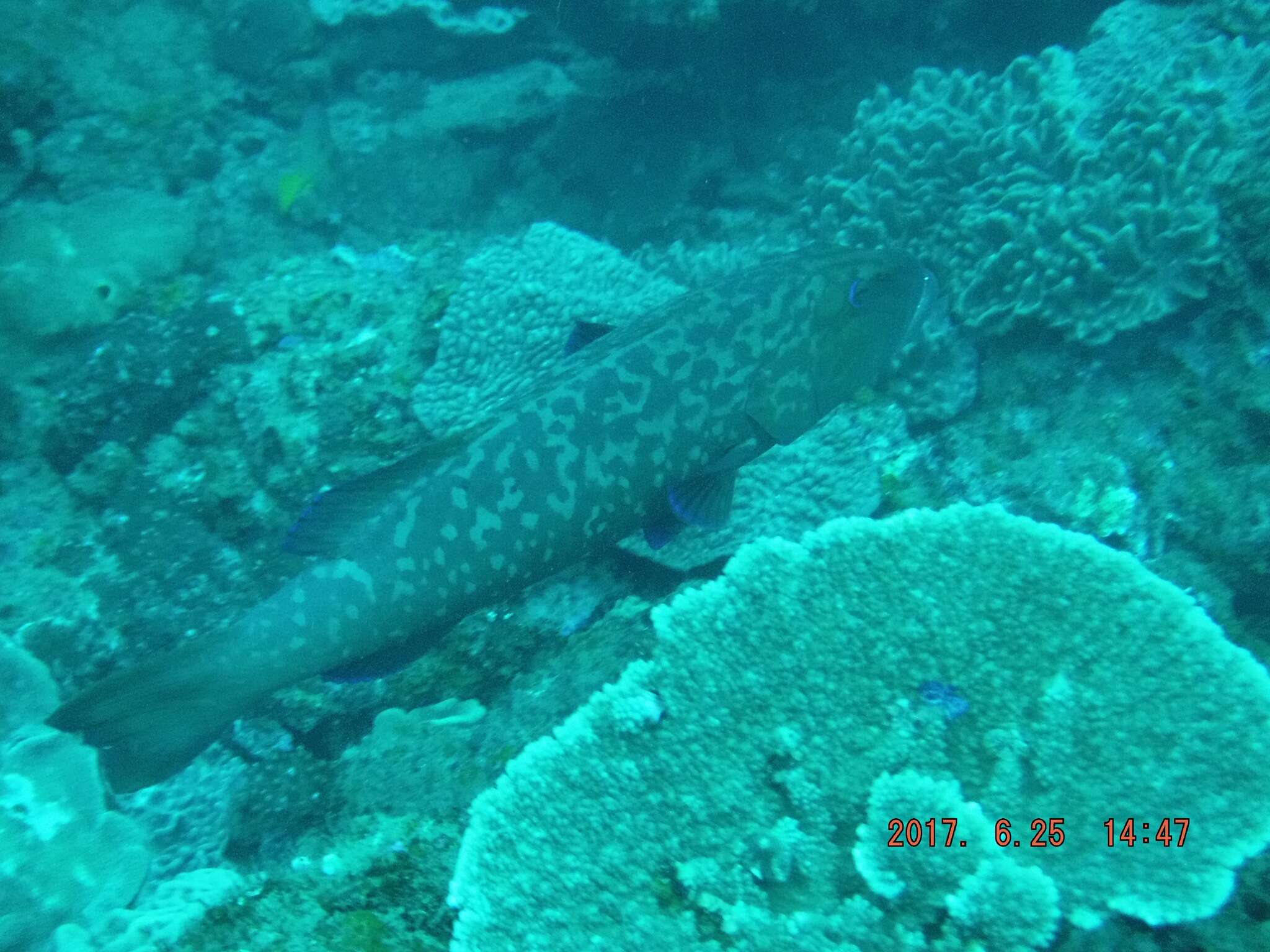 Image of Marbled coralgrouper