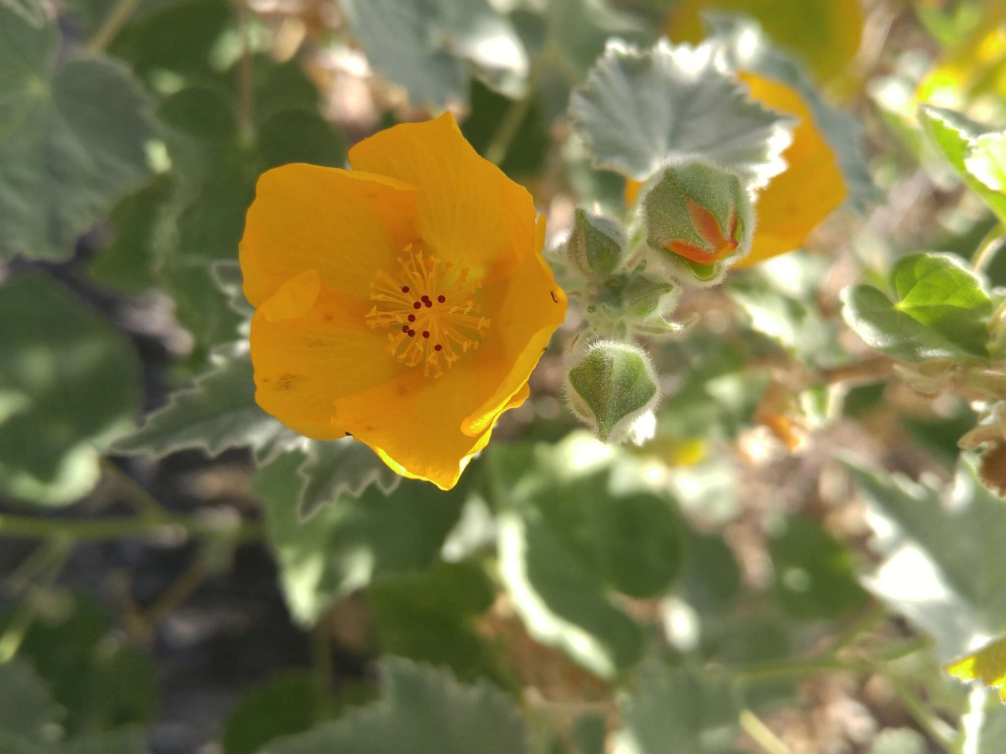 Image of Palmer's Indian mallow