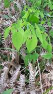 Image of Epimedium alpinum L.