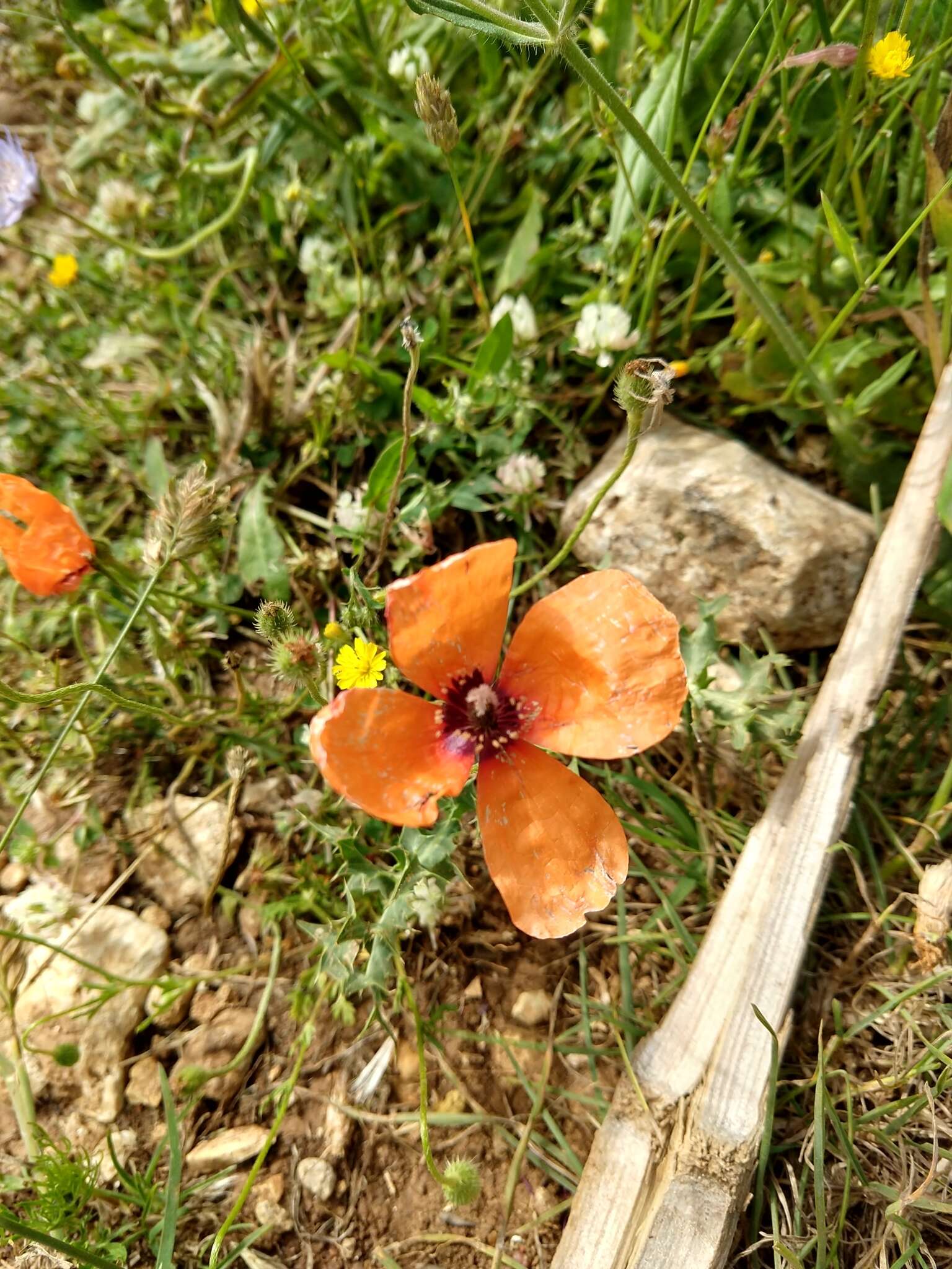 Image of Papaver apulum Ten.