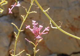 Image of Centranthus longiflorus Stev.