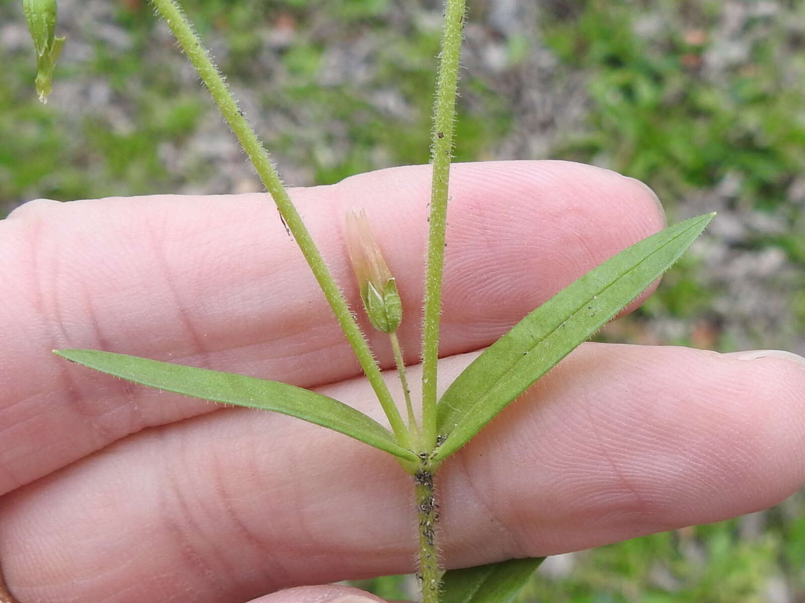 Image of Short-Stalk Mouse-Ear Chickweed