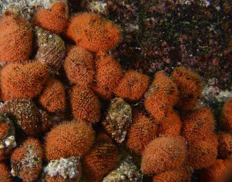 Image of scaly dogwhelk