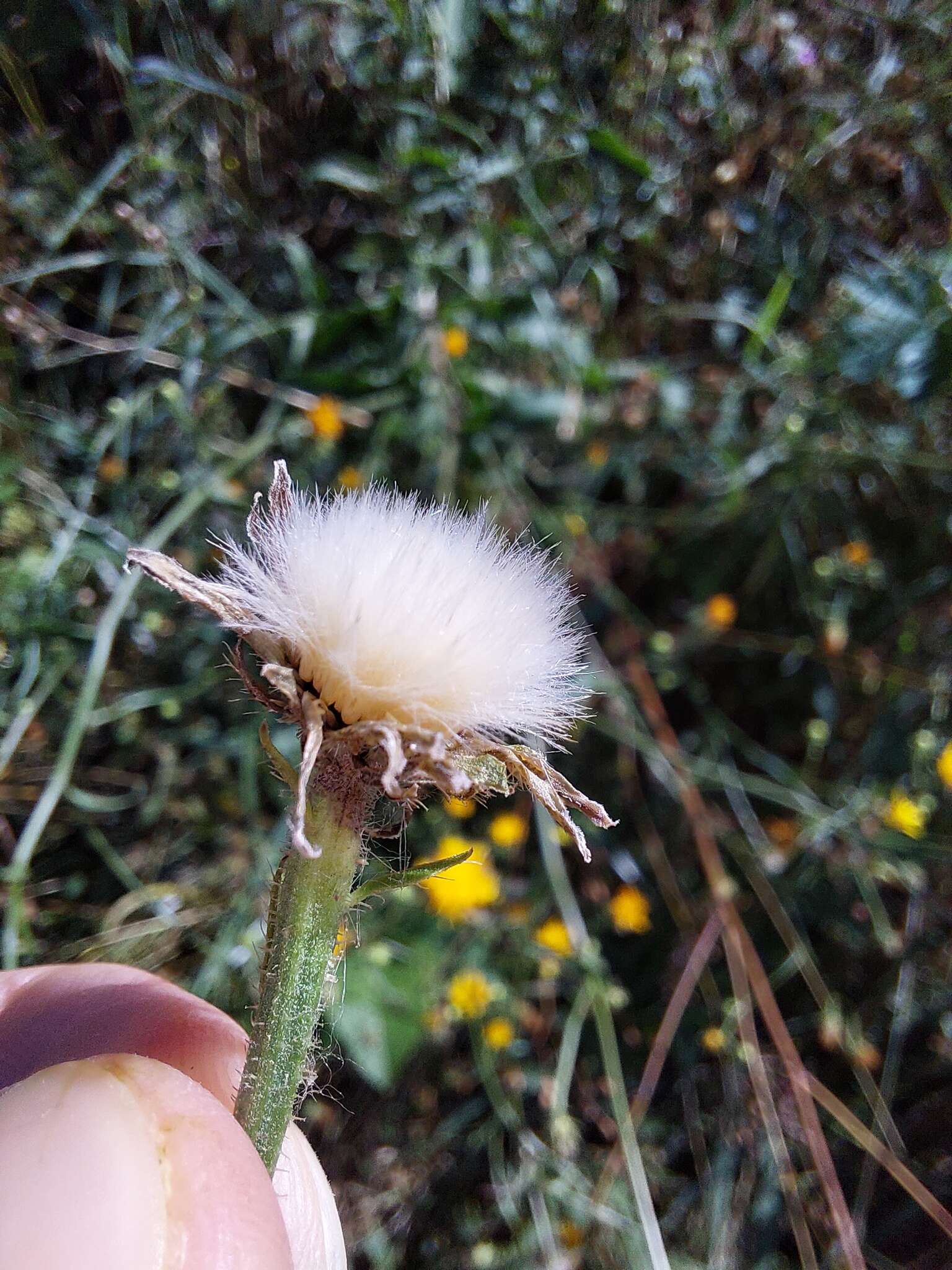 Image of hawkweed oxtongue