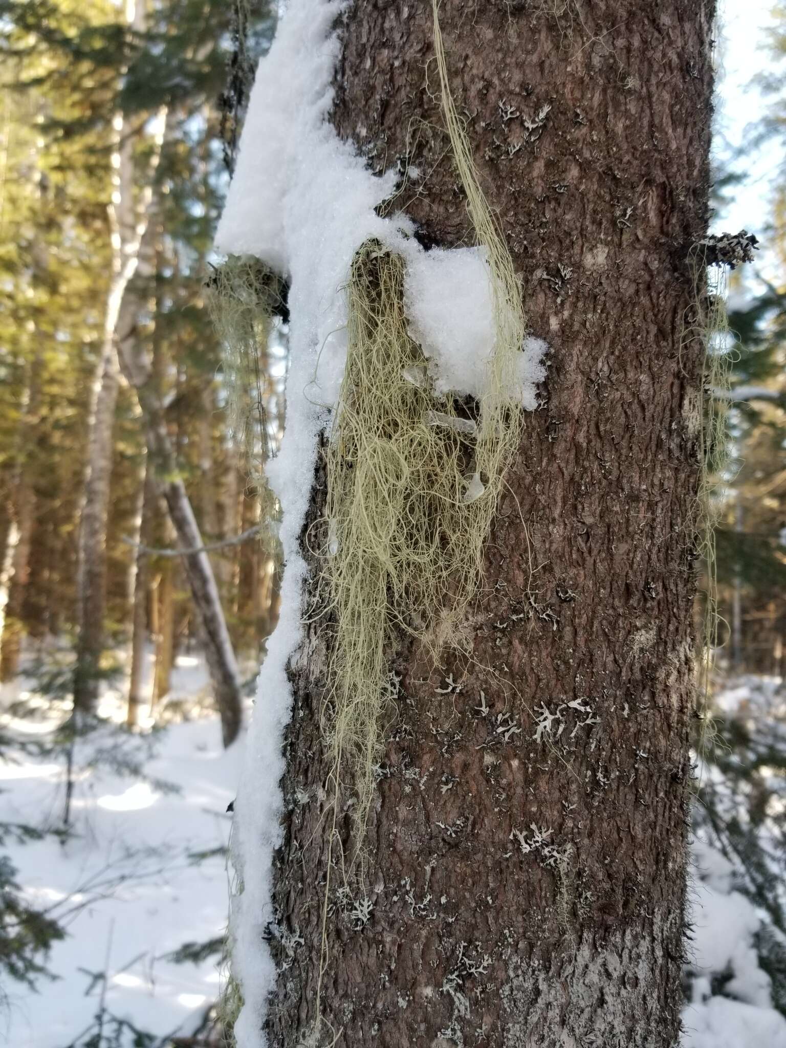 Image of cavern beard lichen