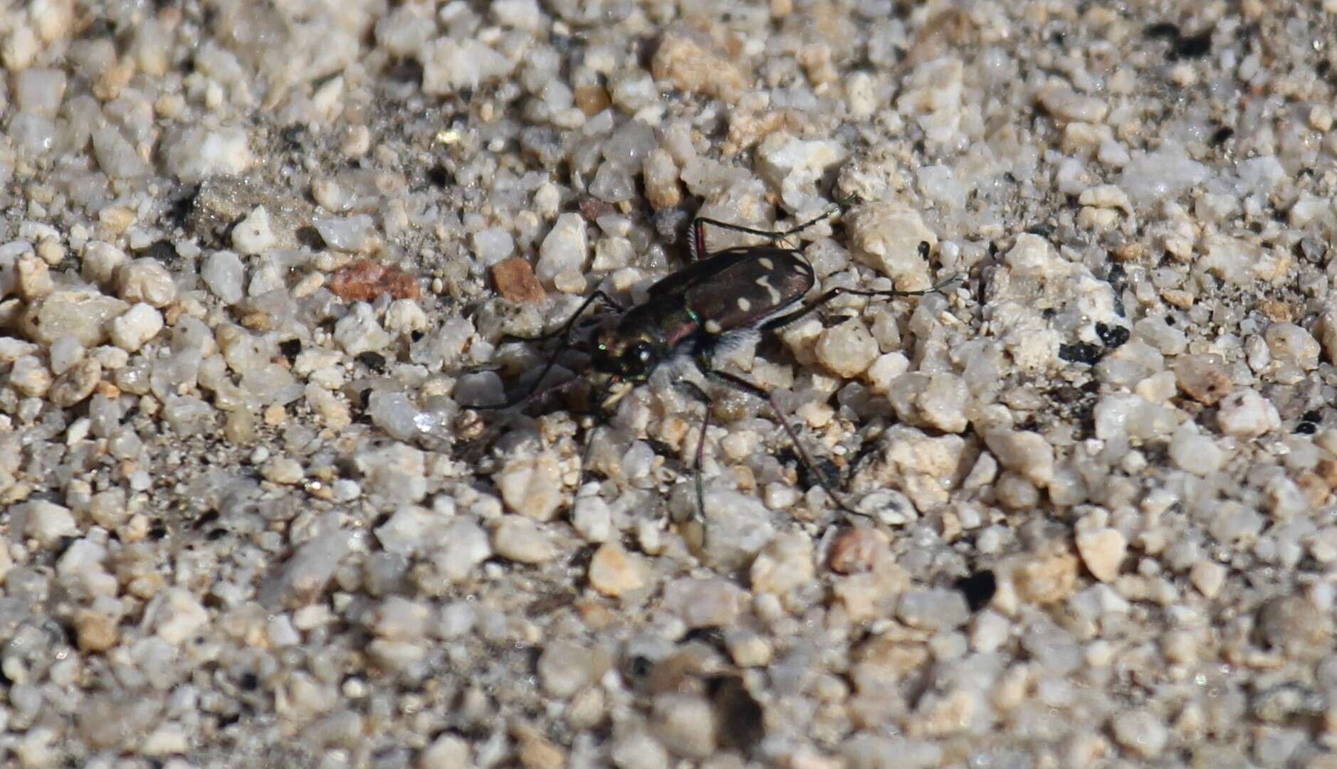 Plancia ëd Cicindela (Cicindela) oregona Le Conte 1856