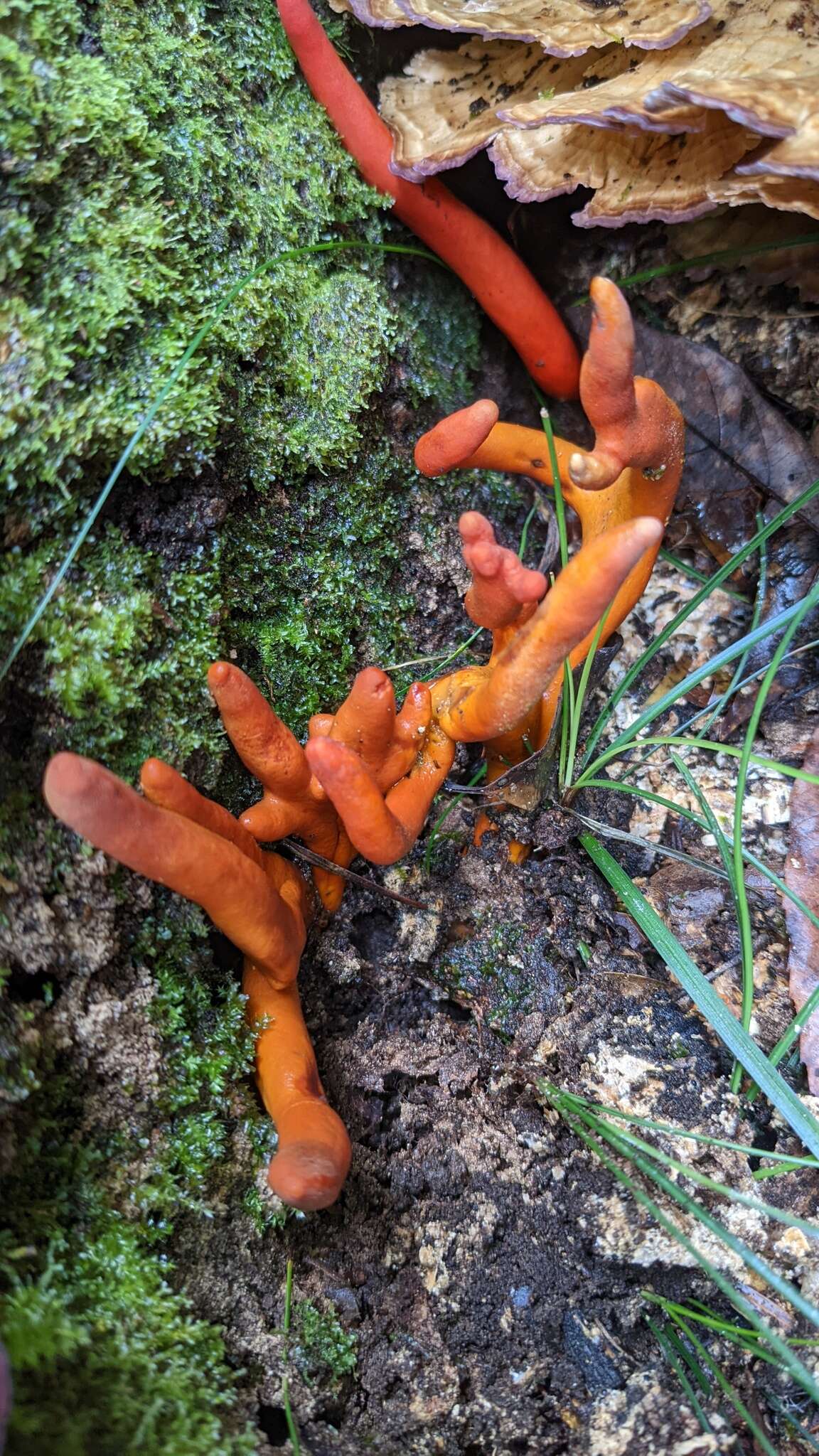 Image of Trichoderma cornu-damae (Pat.) Z. X. Zhu & W. Y. Zhuang 2014