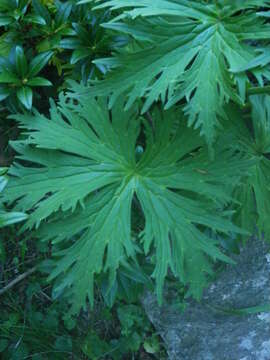 Image of wolfsbane