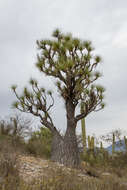 Imagem de Beaucarnea gracilis Lem.