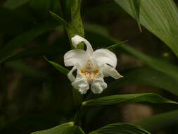 Image of Sobralia pulcherrima Garay