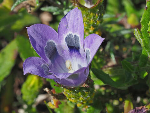 Image of Roella ciliata L.