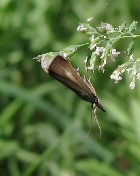 Hypochalcia decorella Hübner的圖片