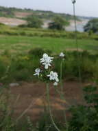 Image of Lavandula bipinnata (Roth) Kuntze