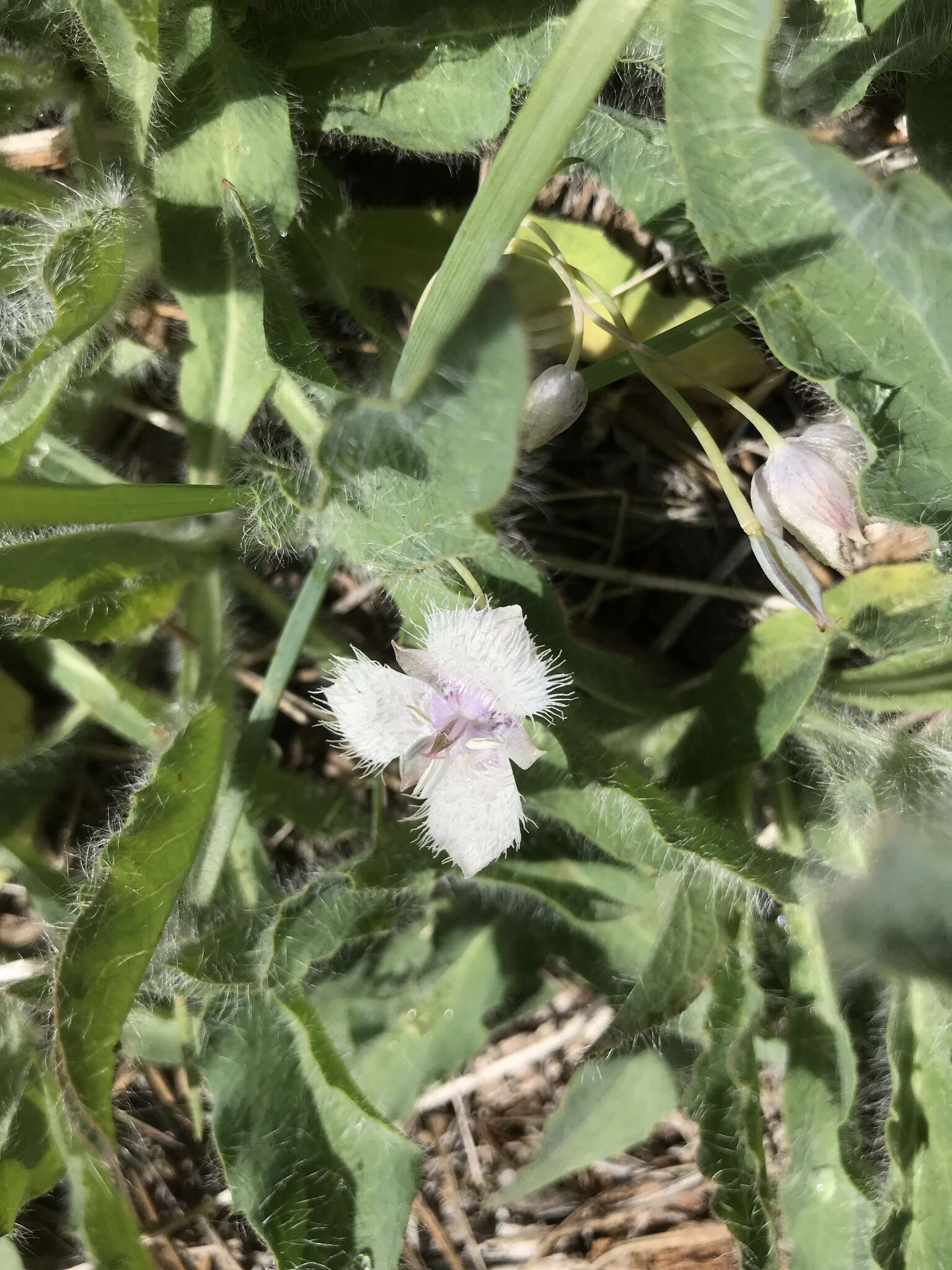 Image de Calochortus coeruleus (Kellogg) S. Watson