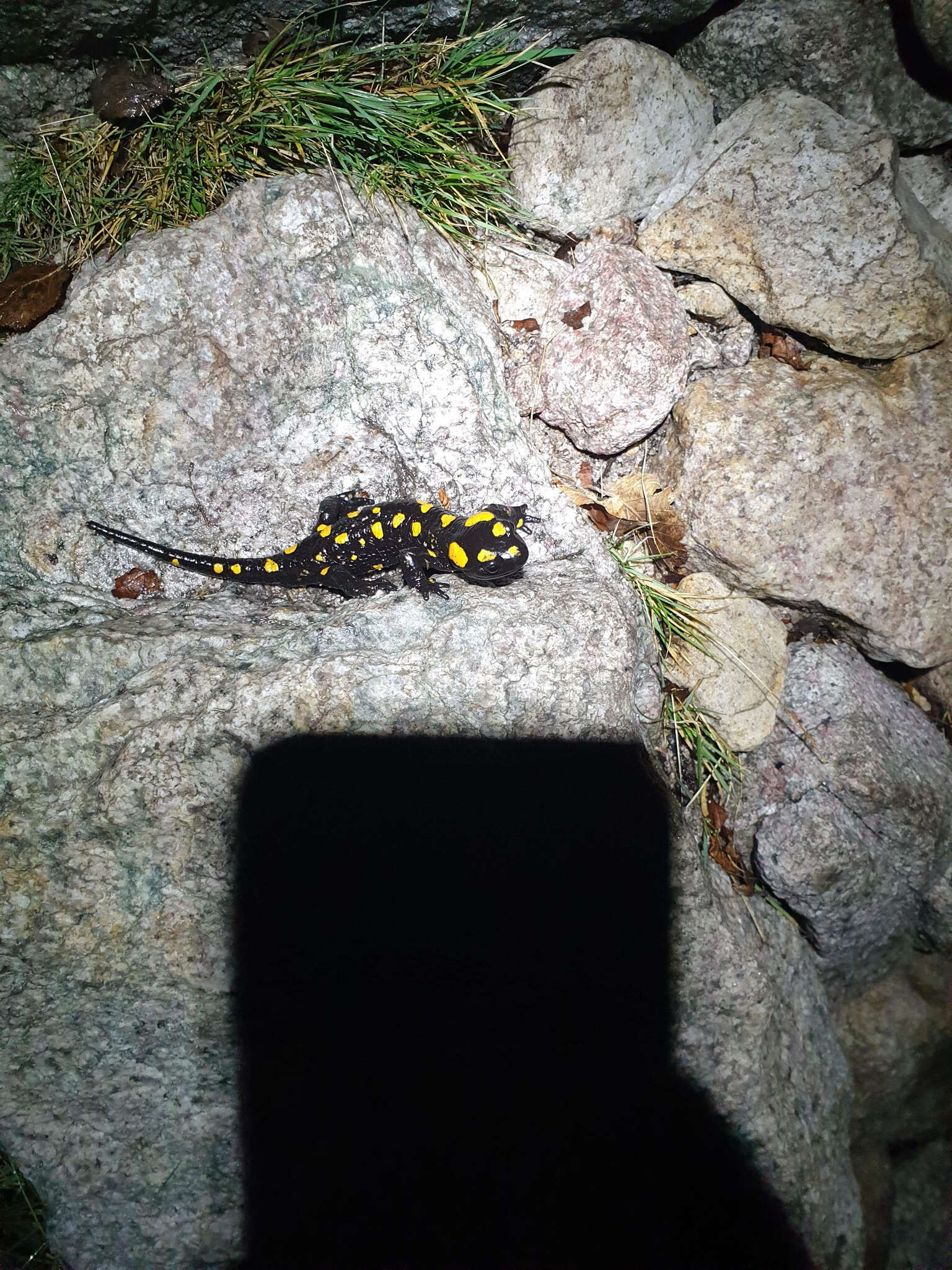 Image of Corsican Fire Salamander