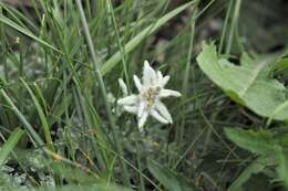 Image of Leontopodium microphyllum Hayata