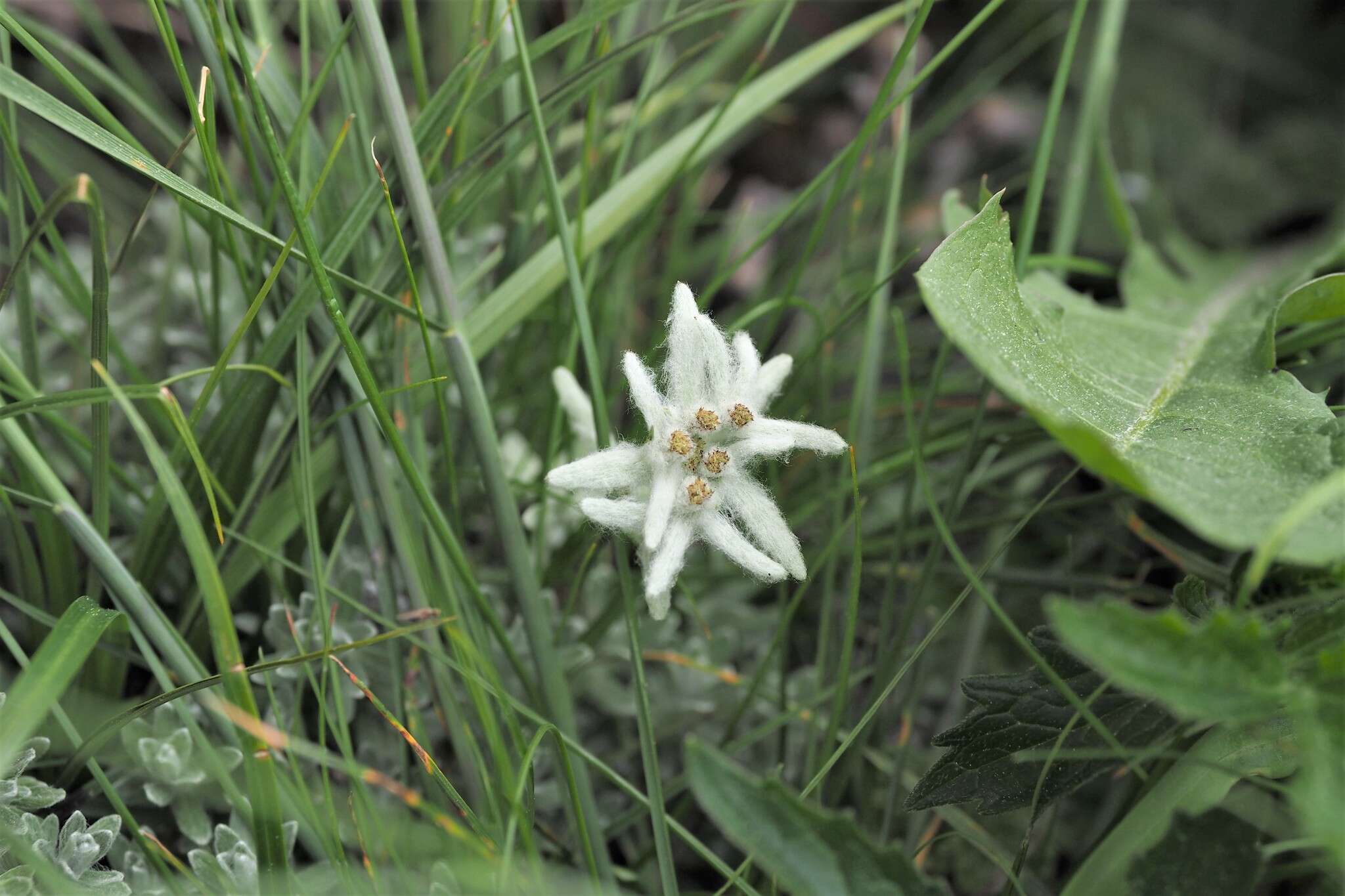 Image of Leontopodium microphyllum Hayata