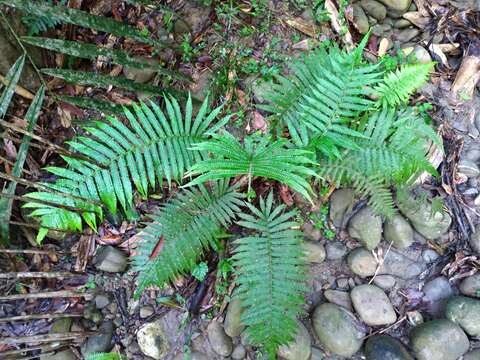 Sivun Sphaerostephanos taiwanensis (C. Chr.) Holtt. ex Kuo kuva