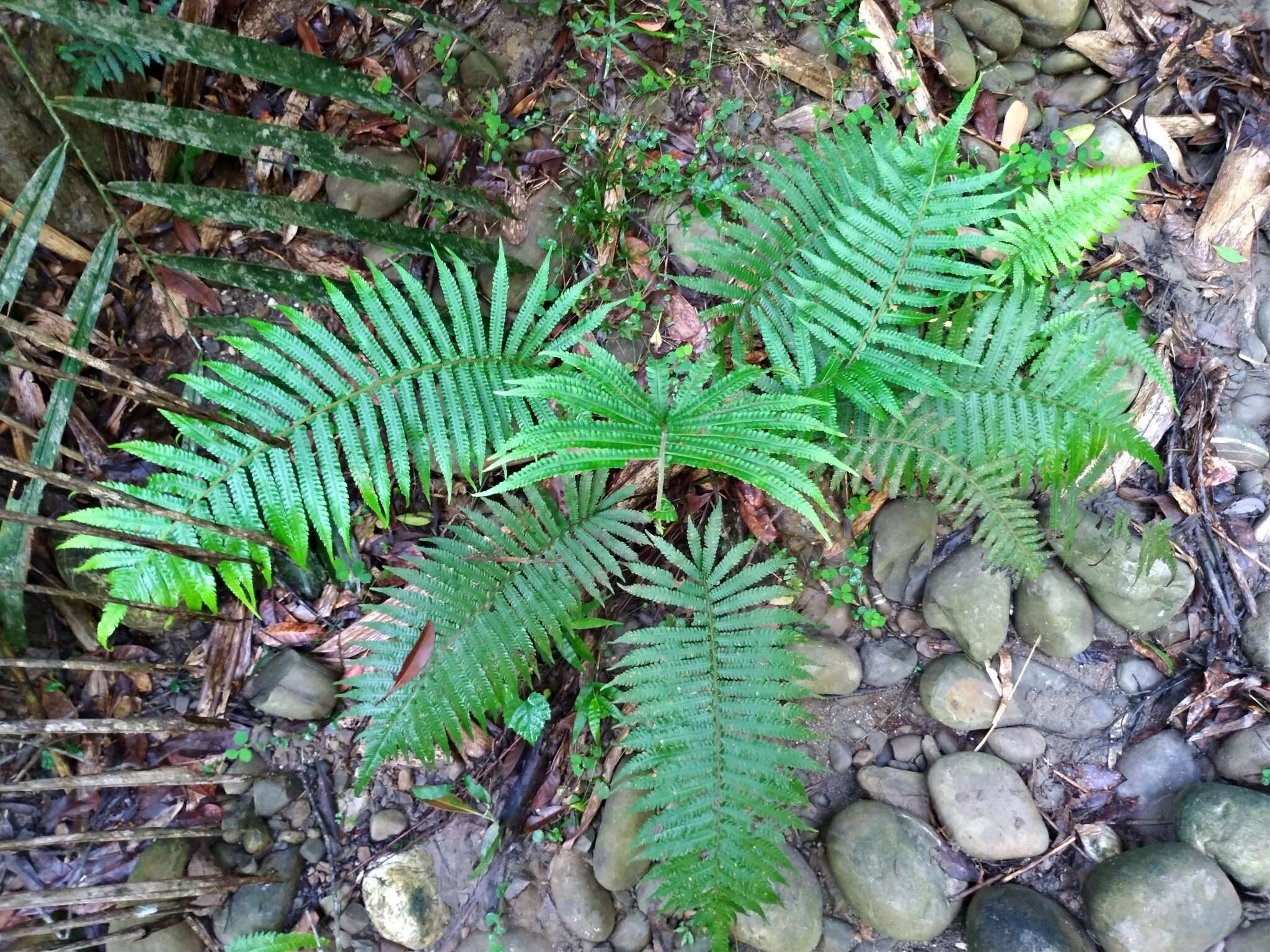 Sivun Sphaerostephanos taiwanensis (C. Chr.) Holtt. ex Kuo kuva