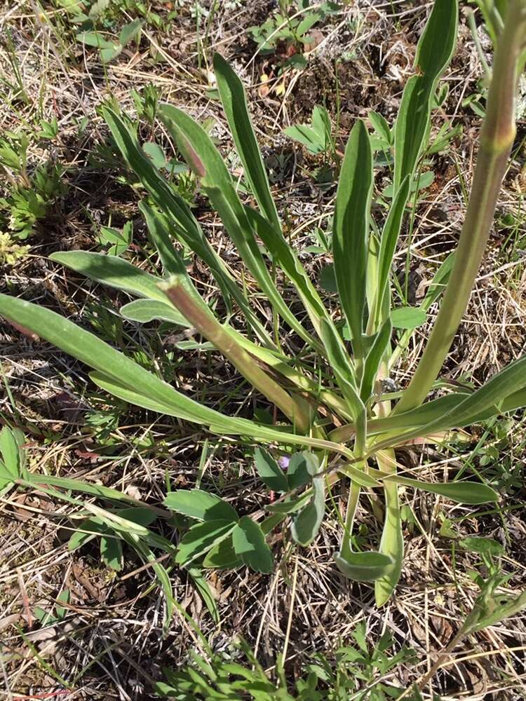 Image of <i>Valeriana <i>edulis</i></i> var. edulis