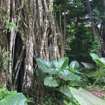 Ficus prolixa Forst. fil.的圖片