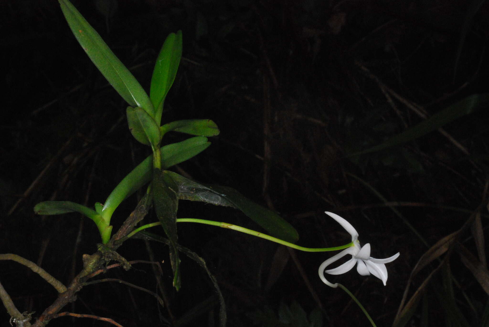 Image of Jumellea pailleri F. Rakotoar.