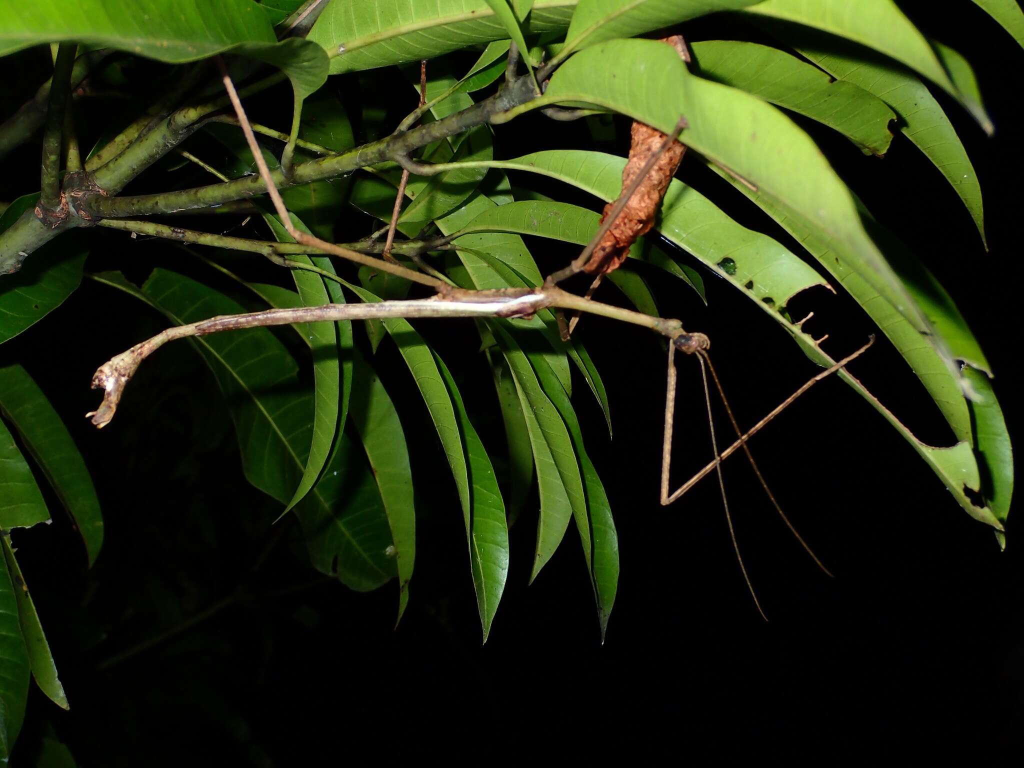 Image of Pharnacia ponderosa Stål 1877