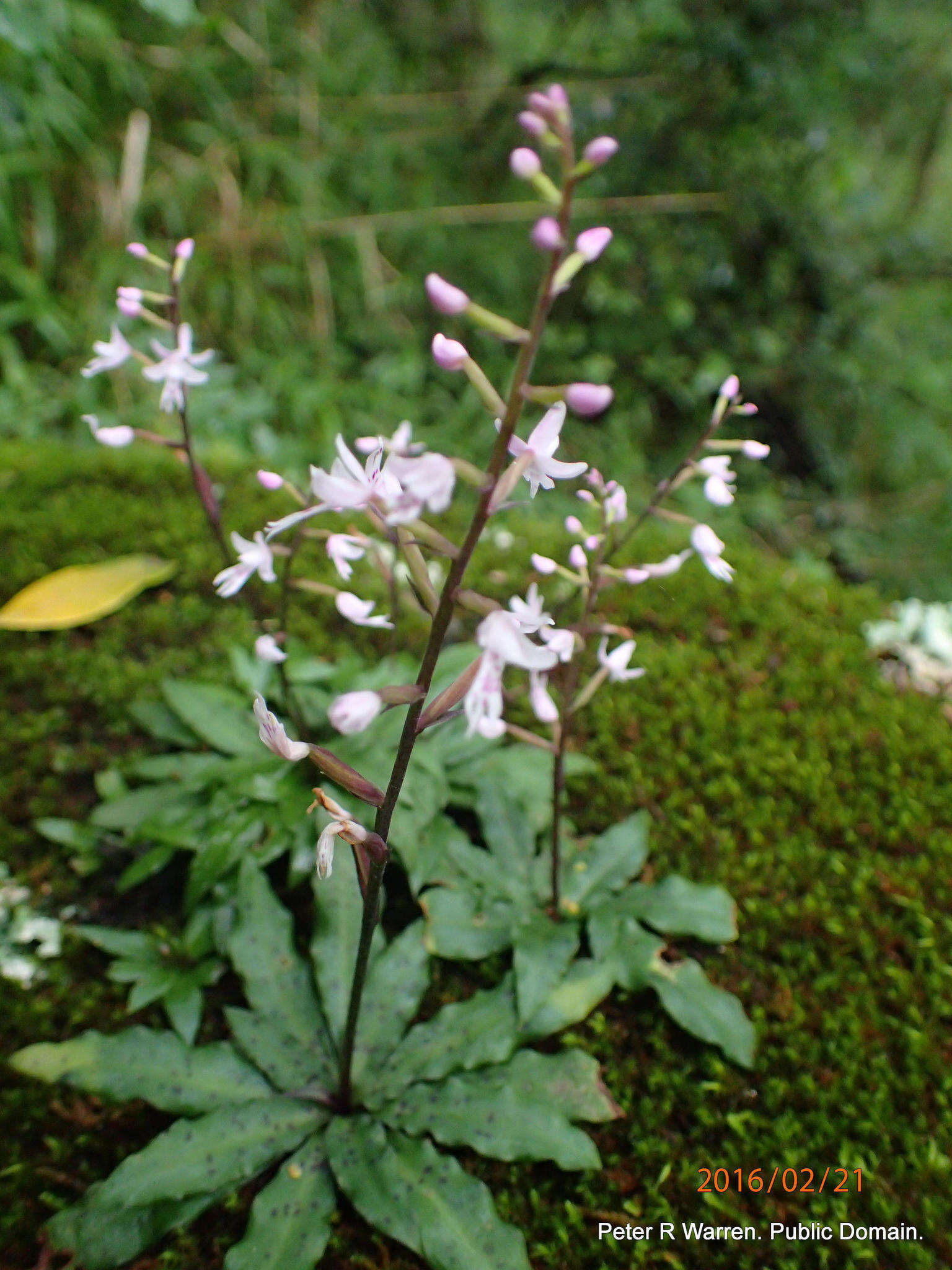 Image of Stenoglottis fimbriata Lindl.