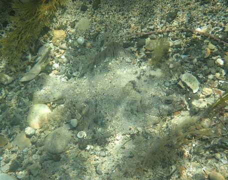 Image of Greenback flounder