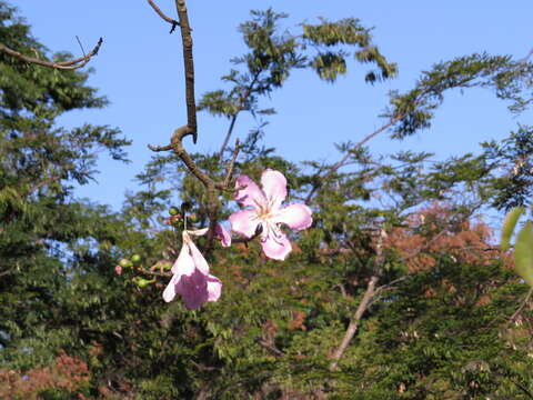 Image of Ceiba pubiflora (A. St.-Hil.) Schum.