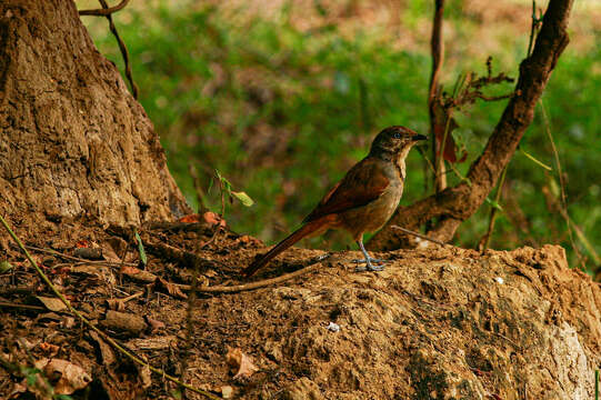 Image of Collared Palm Thrush