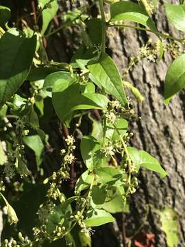 Image de Brunnichia ovata (Walt.) Shinners