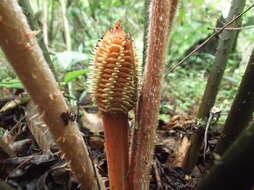 Image of Cycad