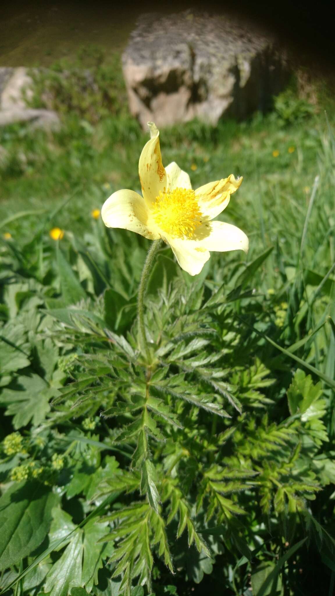 صورة Pulsatilla alpina subsp. apiifolia (Scop.) Nyman