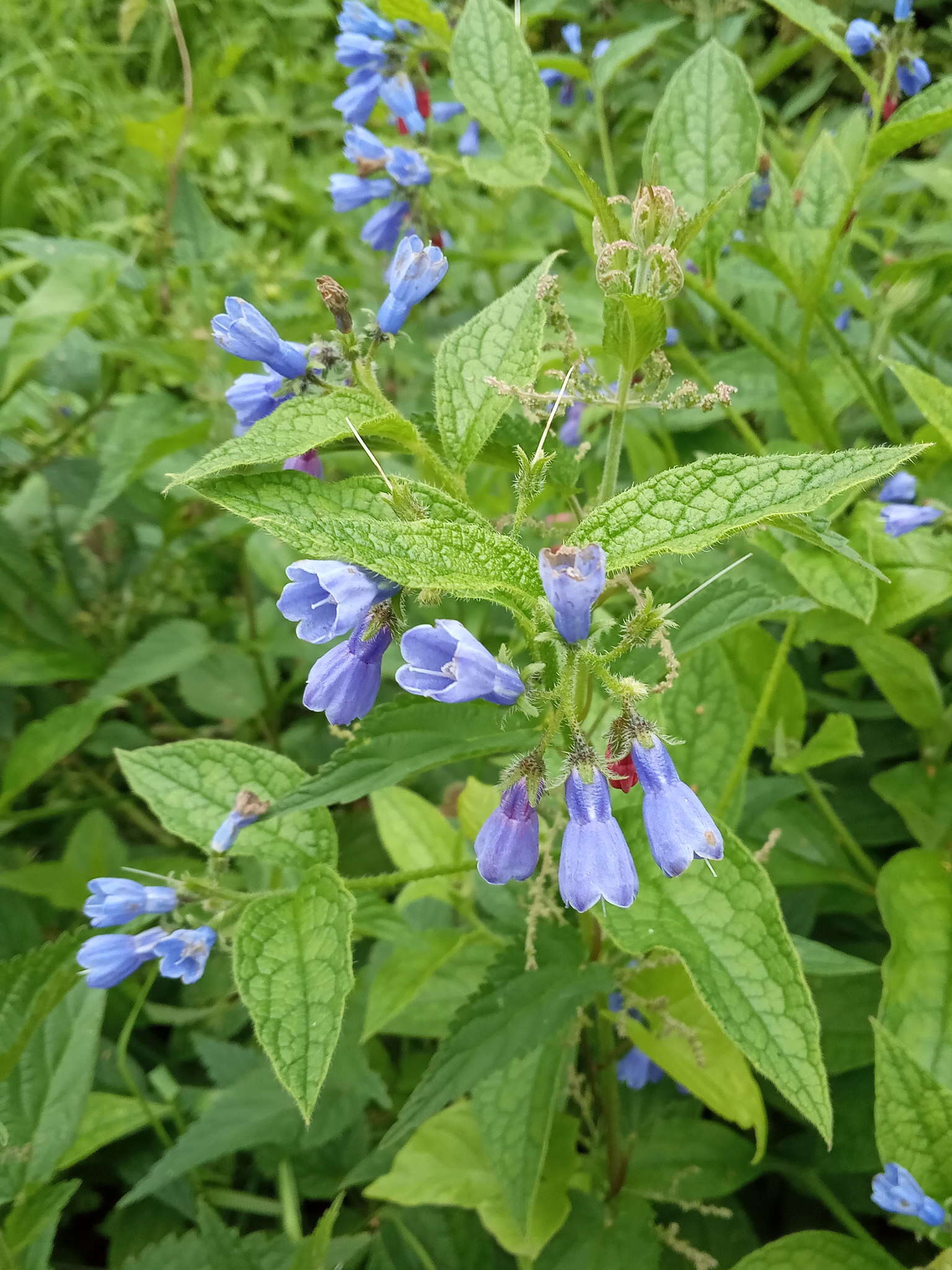 Image of prickly comfrey