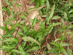 Image of Persicaria ferruginea (Wedd.) Sojak