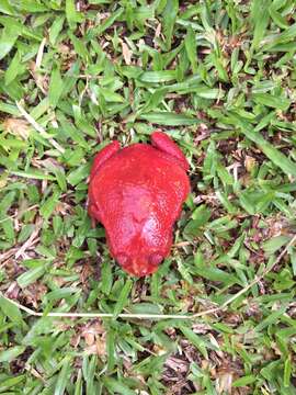 Image of Tomato Frogs