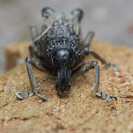 Image of Zymaus binodosus Pascoe 1870