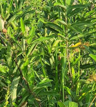 Clitoria laurifolia Poir. resmi