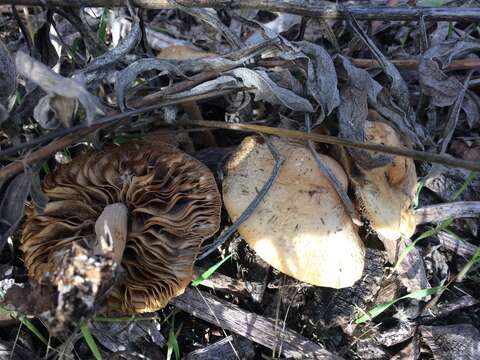 Слика од Agrocybe putaminum (Maire) Singer 1936